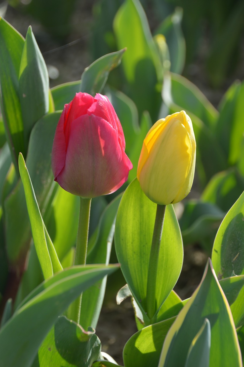 tulip  flower  spring free photo