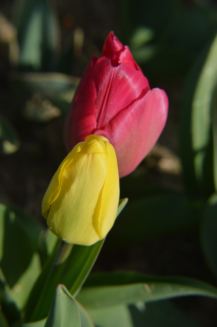 tulip  flower  flora free photo