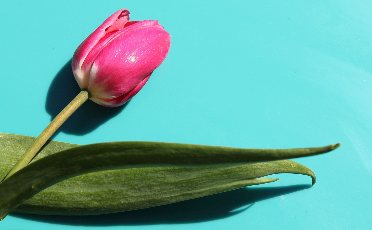 tulip  flower  stem free photo