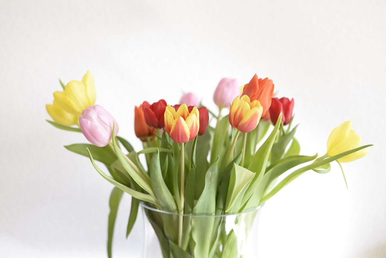 tulip  tulips  schnittblume free photo