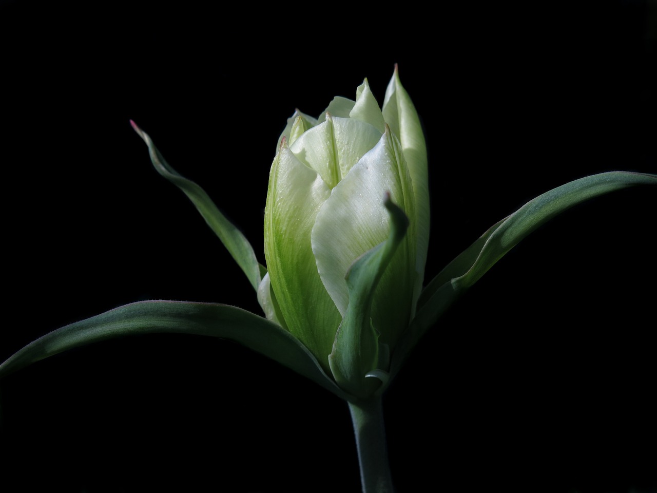 tulip  spring  white free photo