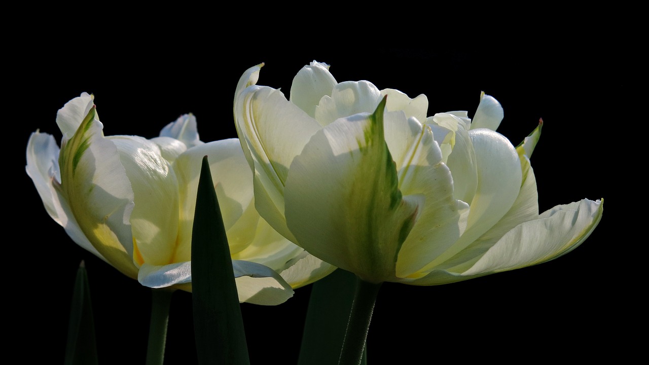 tulip  exotic emperor  fosterina free photo