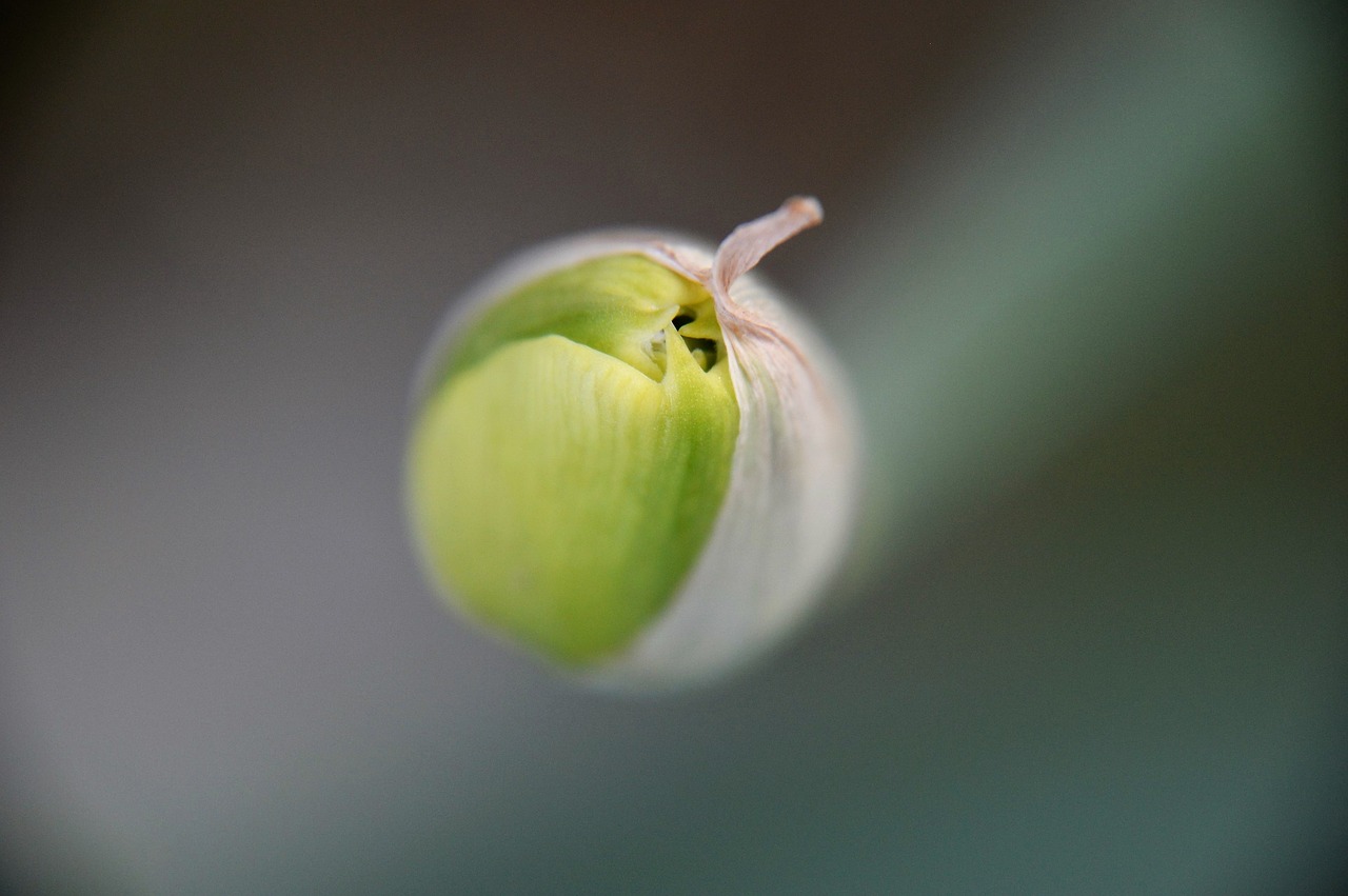 tulip  flower  petal free photo