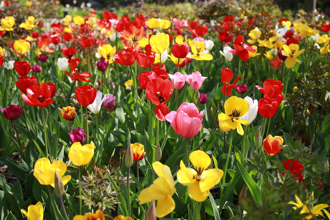 tulip  garden  nature free photo