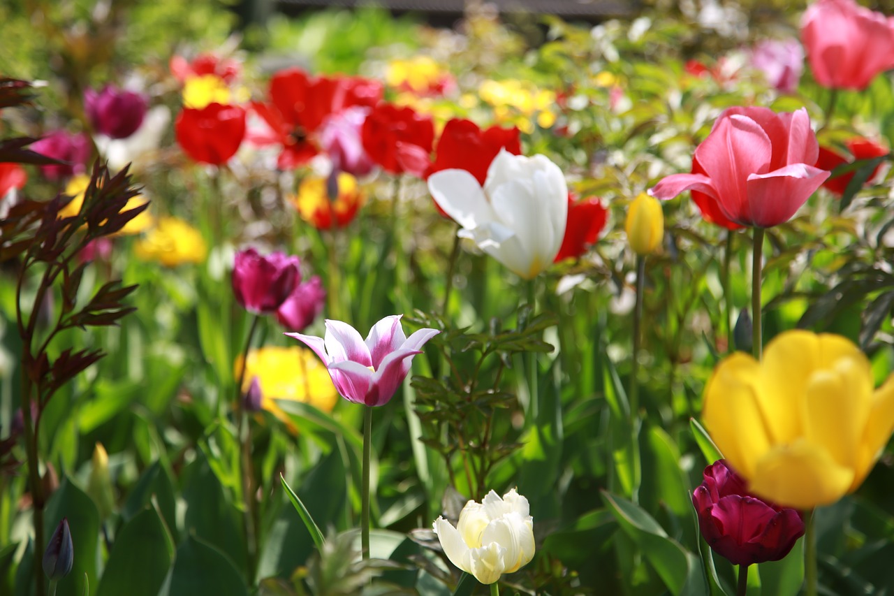 tulip  garden  nature free photo