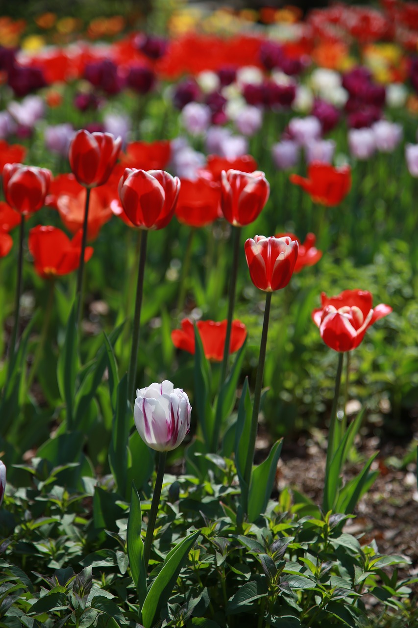 tulip  garden  nature free photo