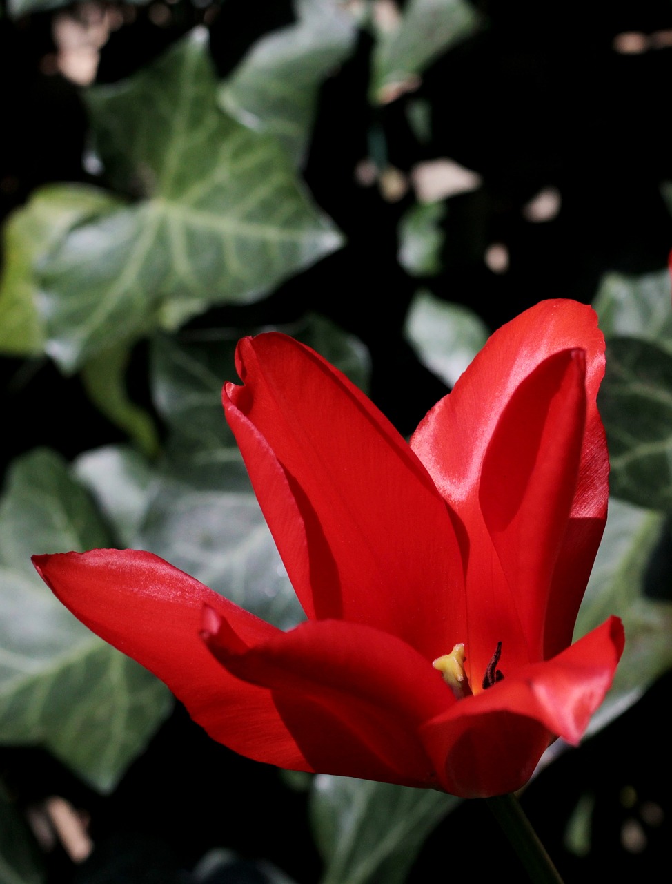 tulip  red  spring flower free photo