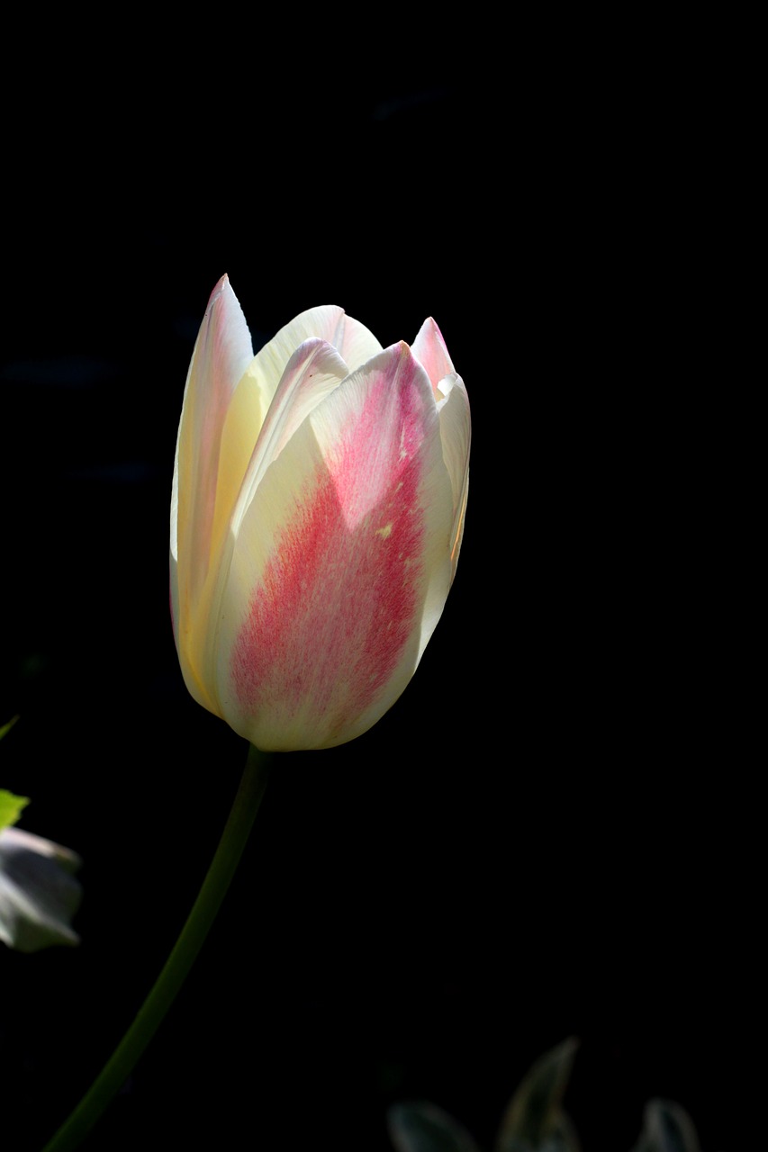 tulip  white  pink free photo