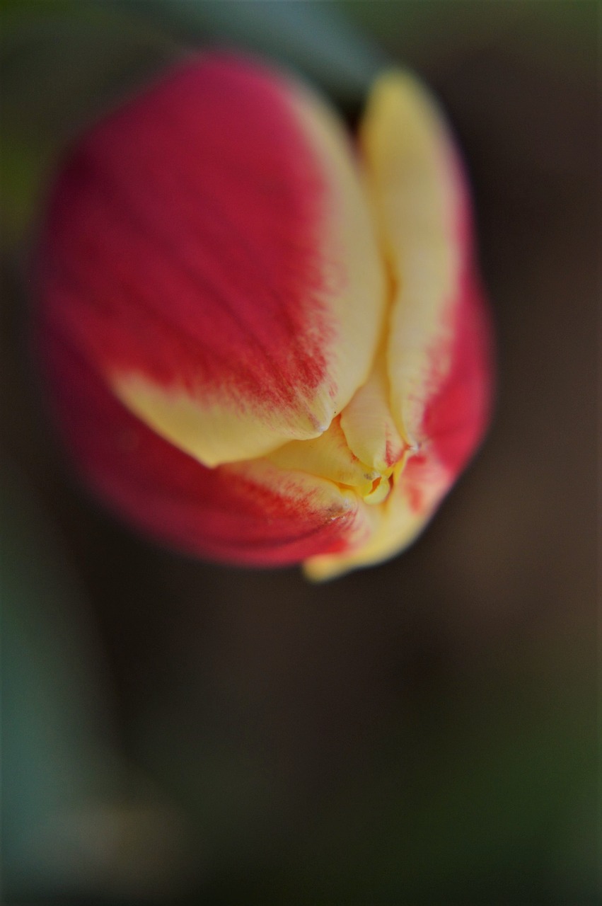 tulip  flower  spring free photo