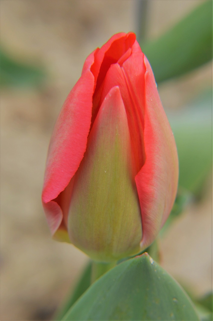 tulip  flower  spring free photo