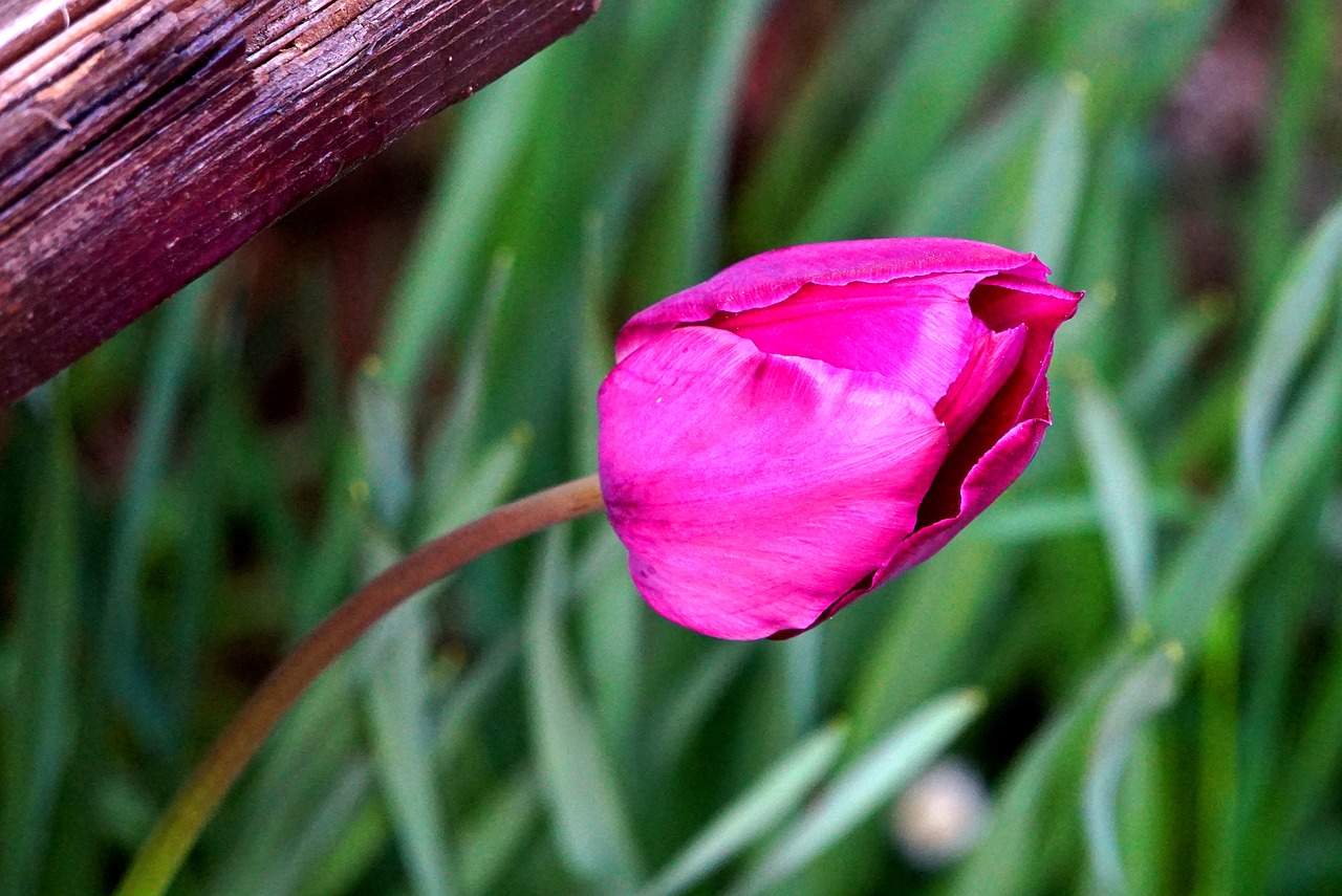 tulip  pink  blossom free photo