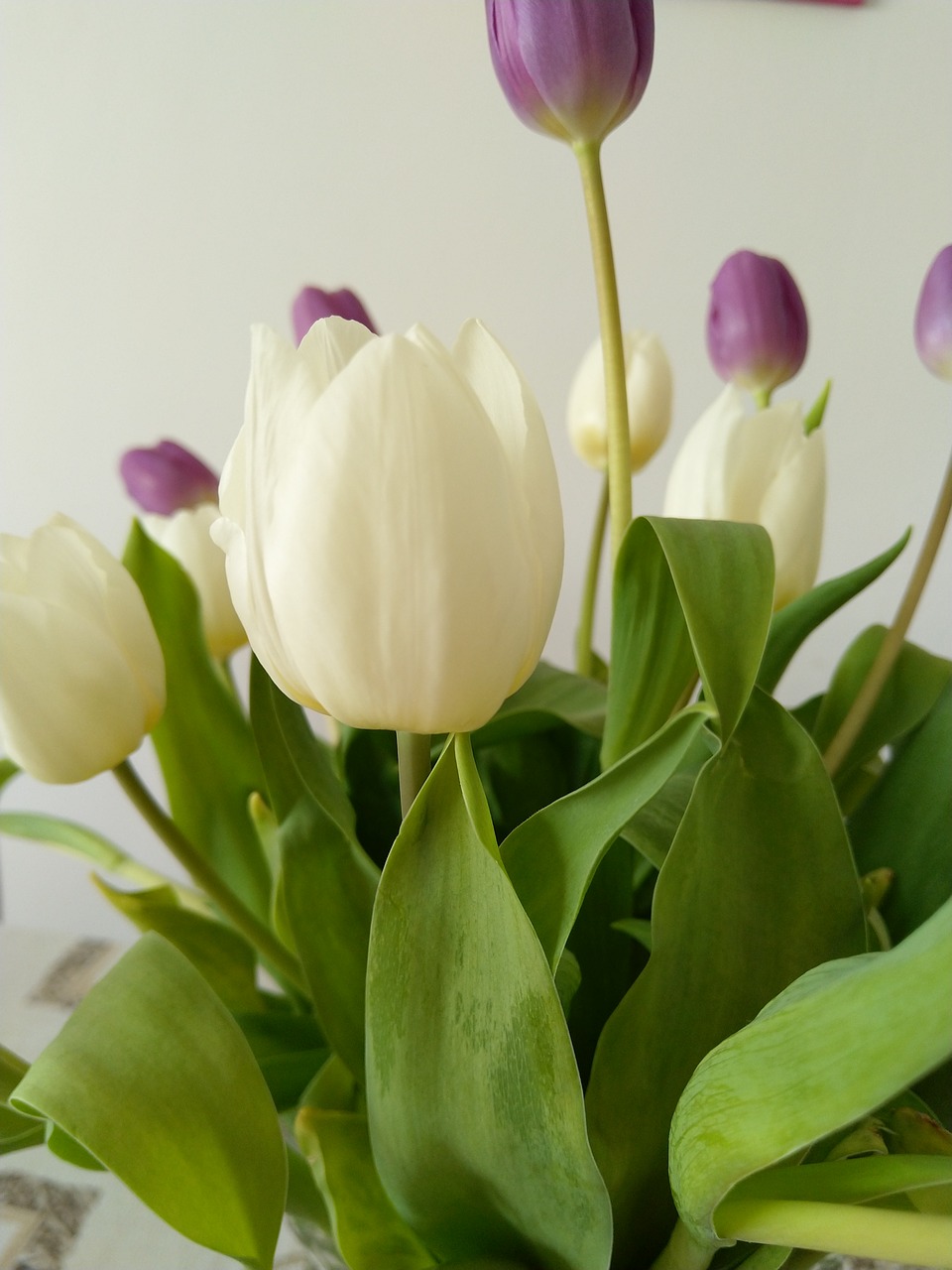 tulip  plant  flower free photo