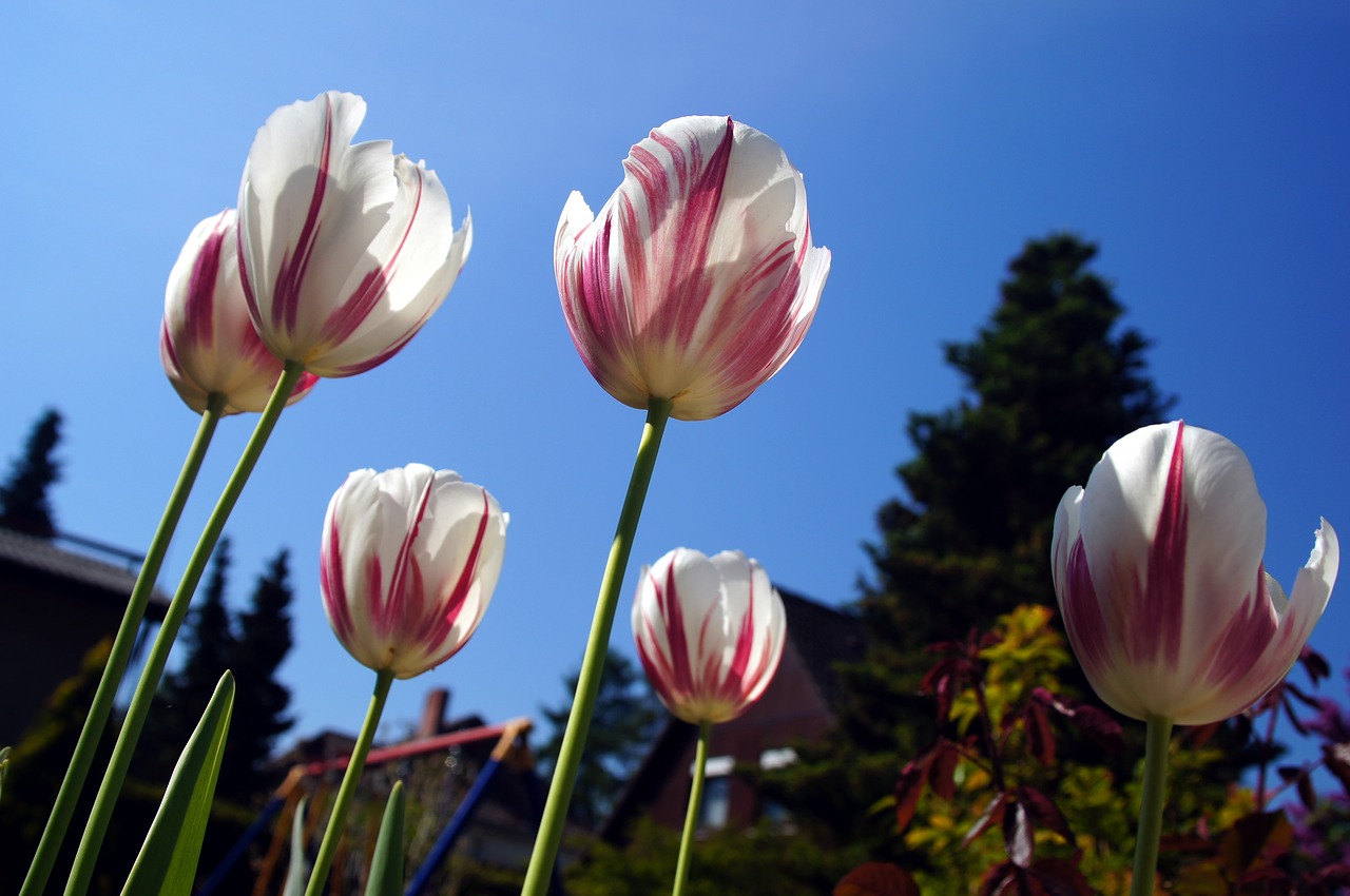 tulip  flower  garden free photo