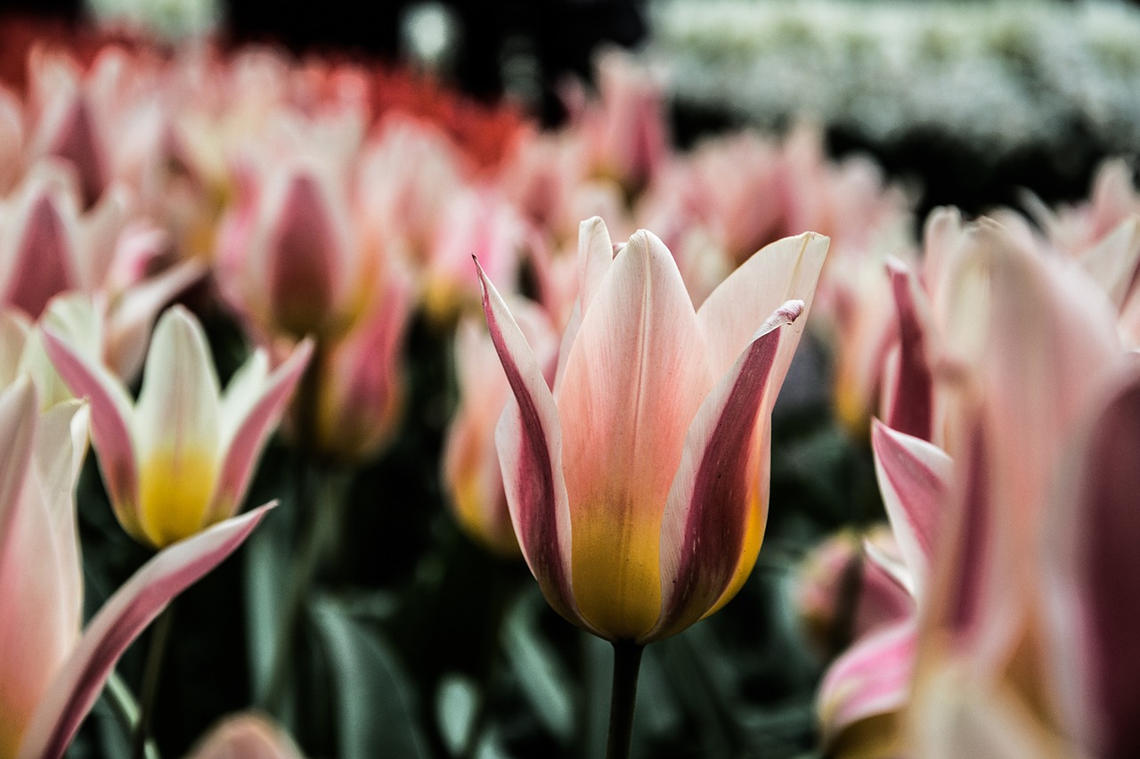 tulip  flowers  garden free photo