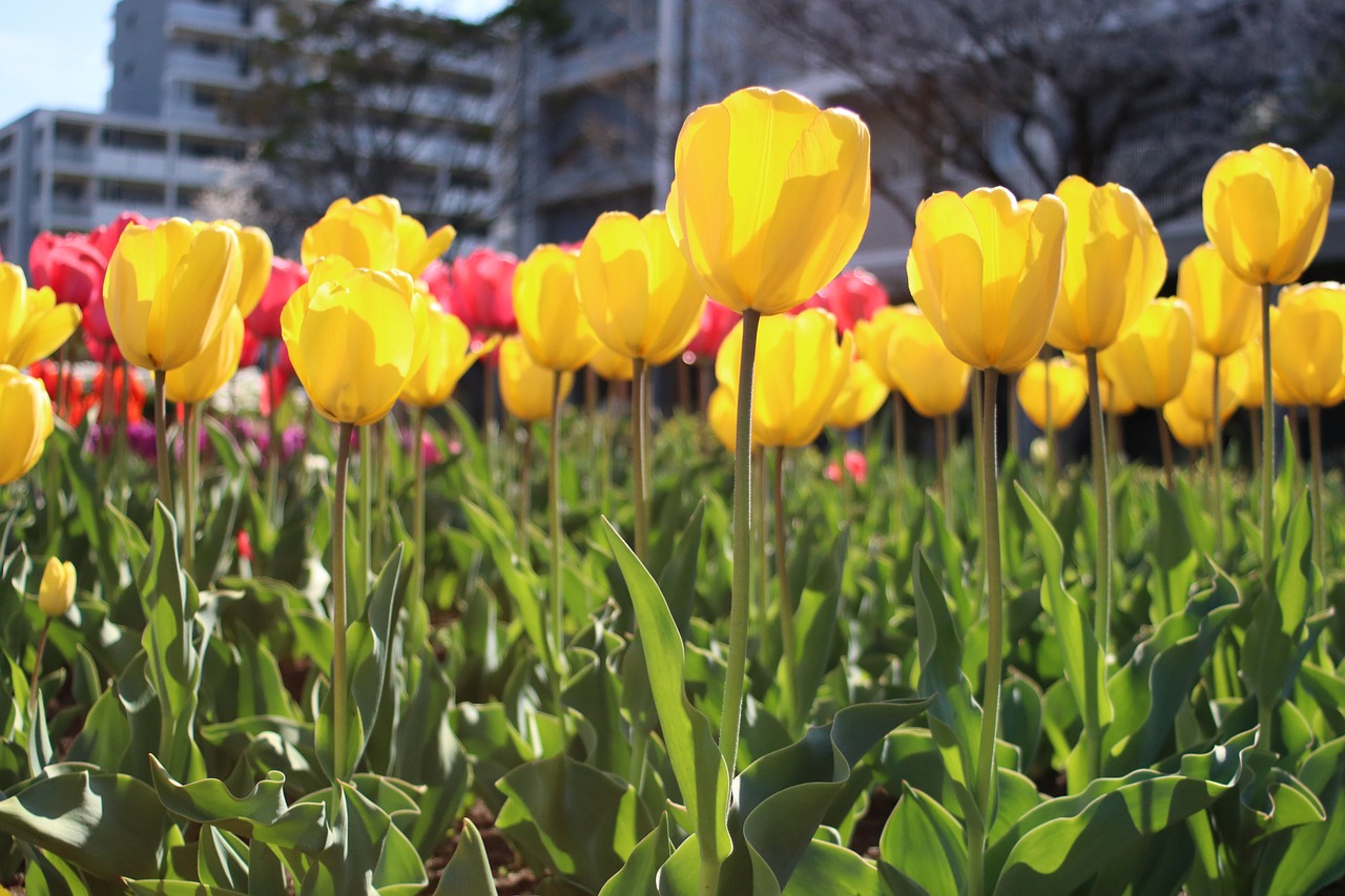 tulip  yellow tulip  flower free photo