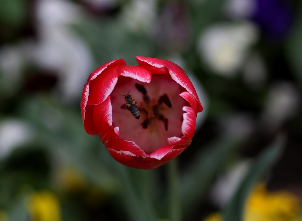 tulip  bee  red free photo