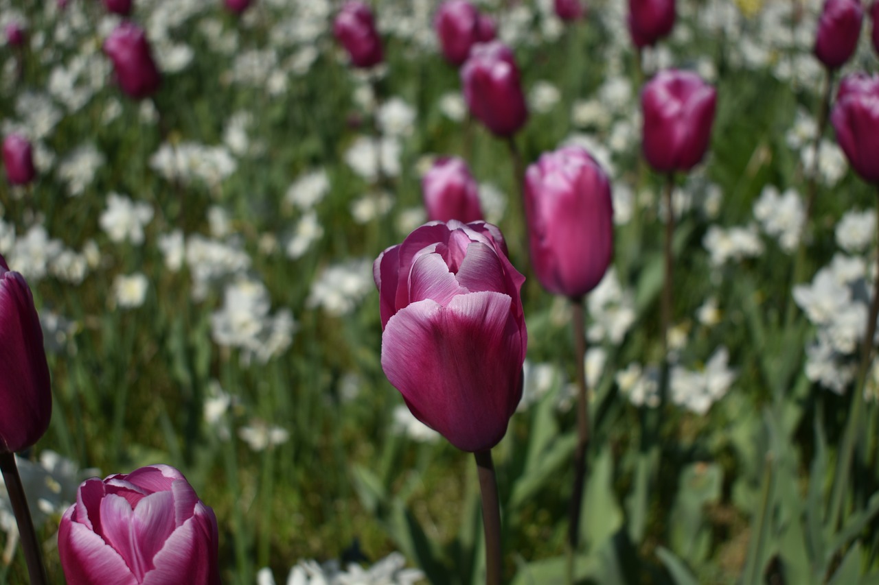 tulip  flower  garden free photo