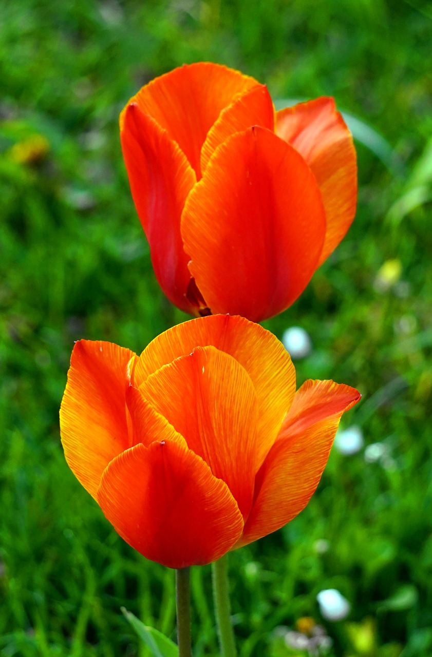 tulip  red  blossom free photo