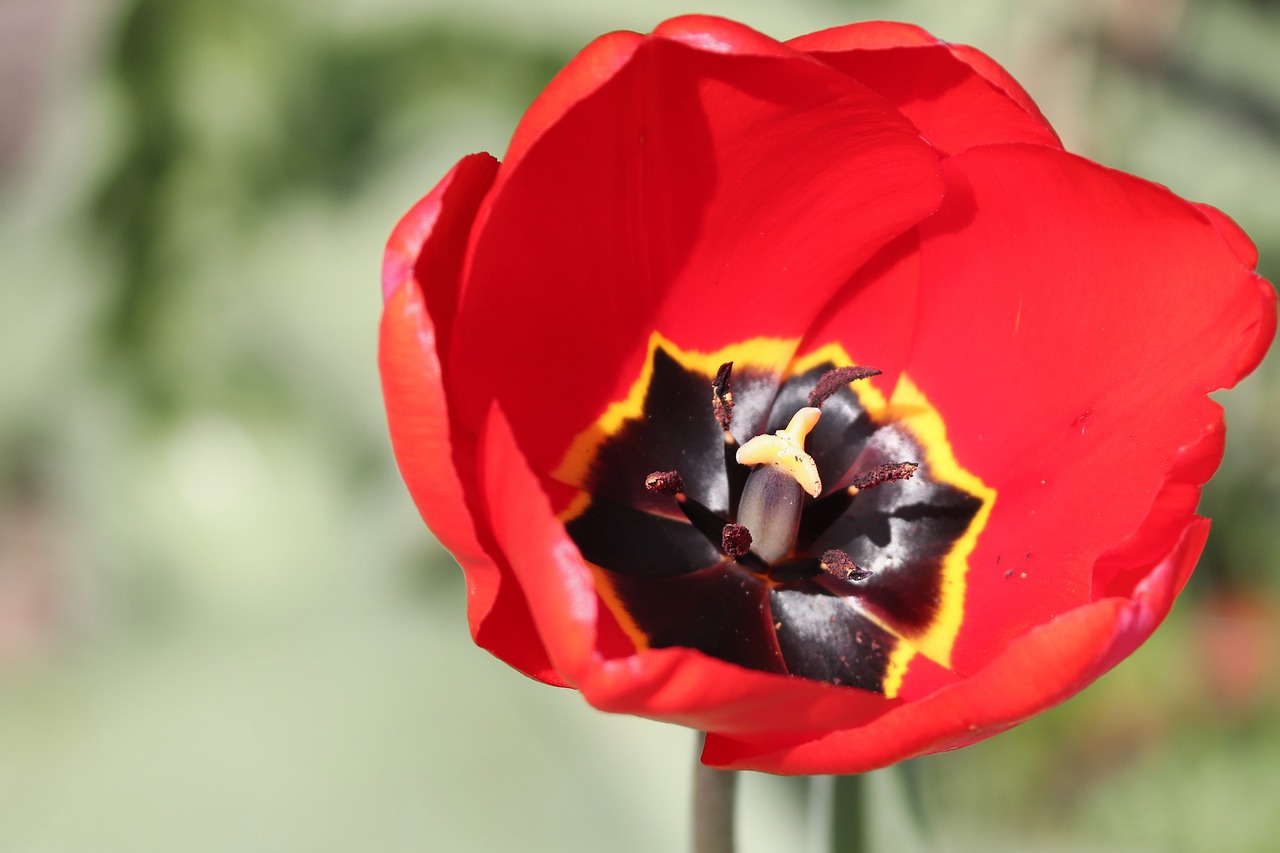 tulip  red  inside free photo