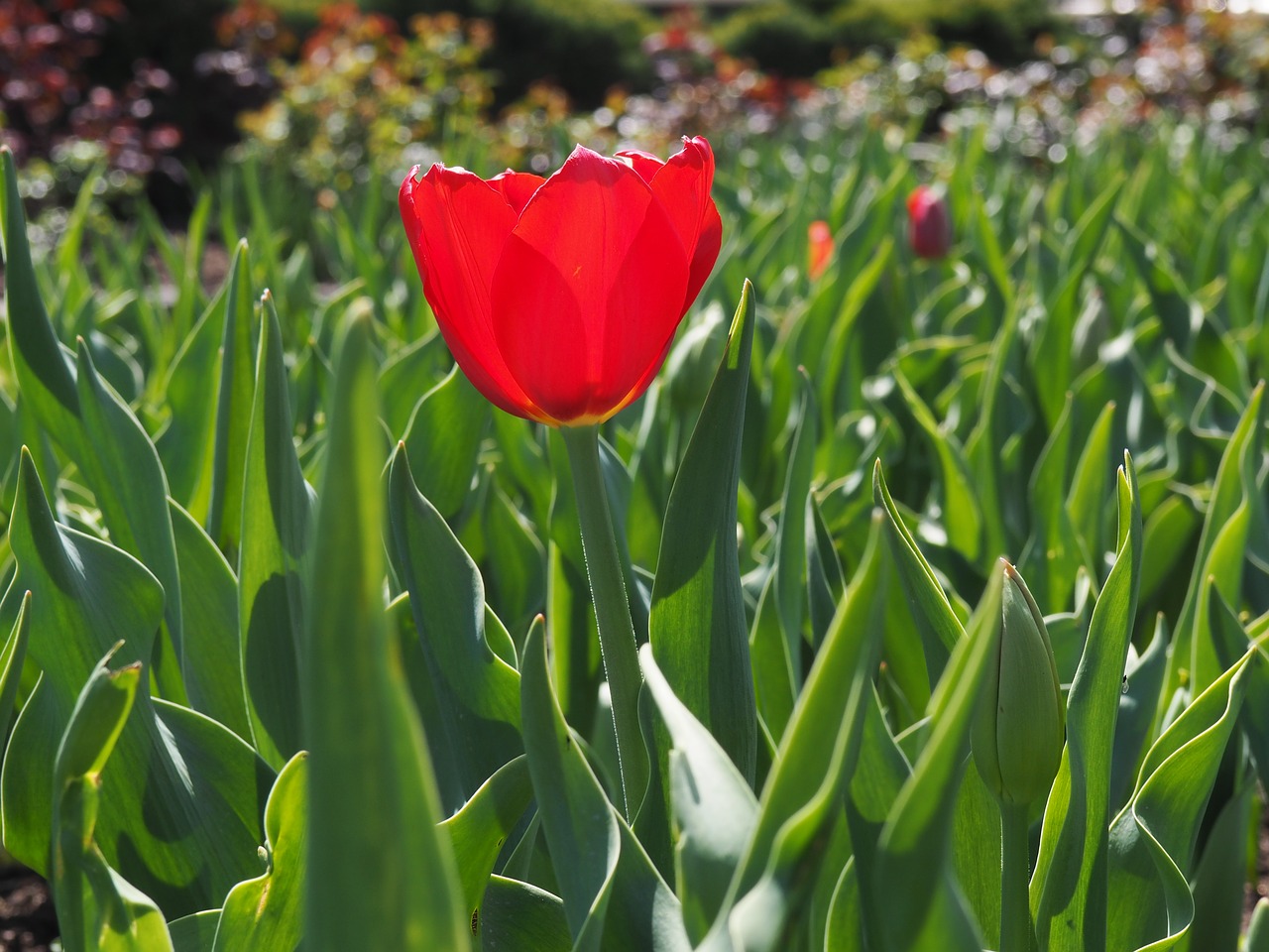 tulip  red  bloom free photo