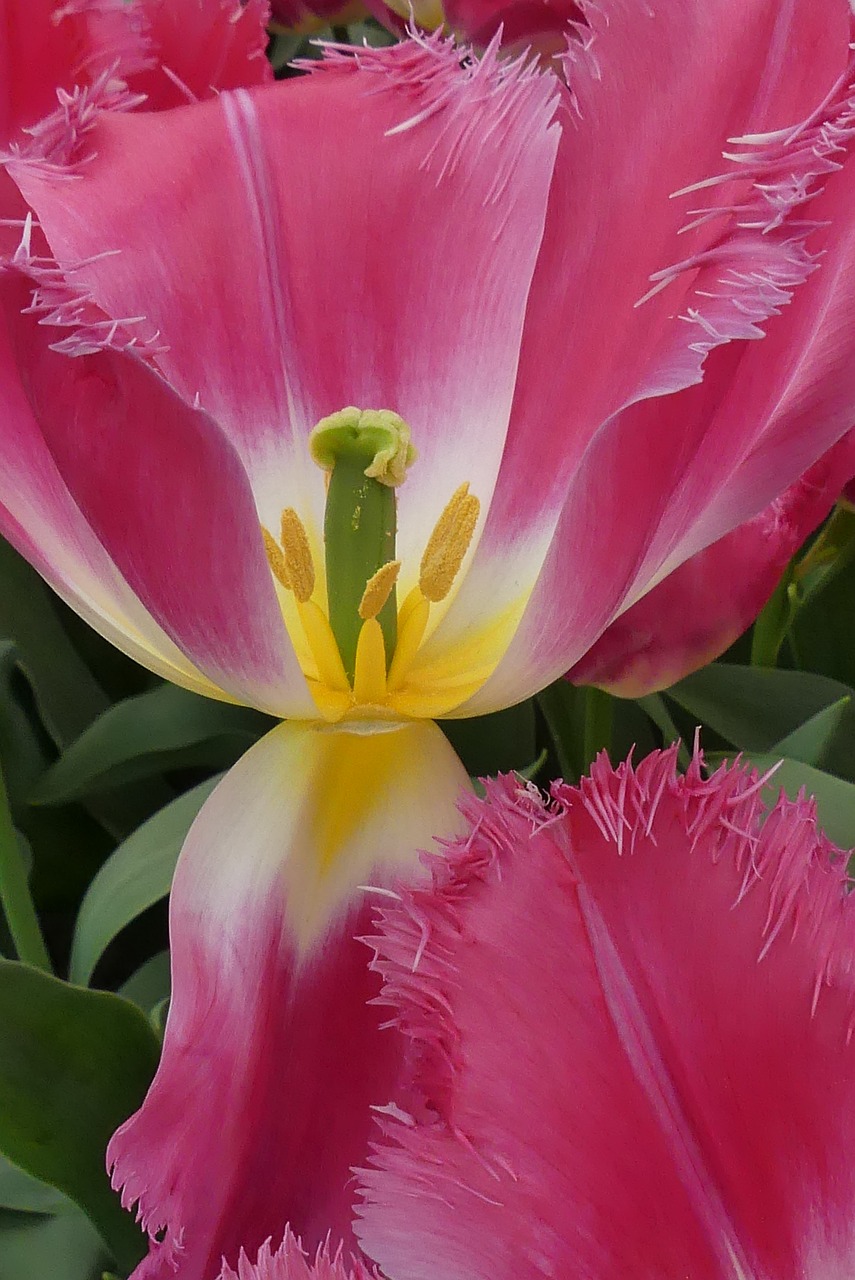 tulip  macro  close free photo