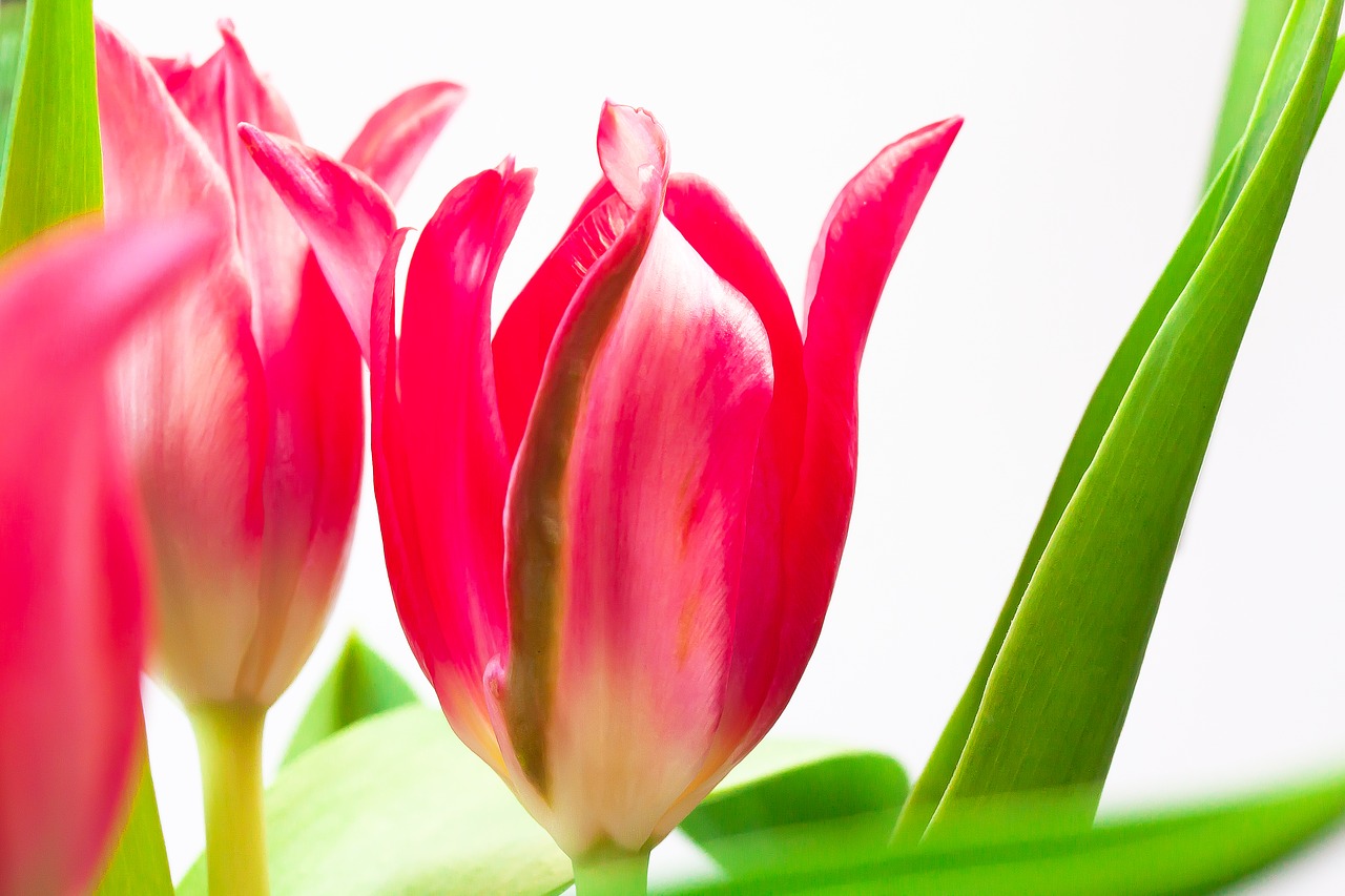 tulip  tulip bouquet  spring flower free photo