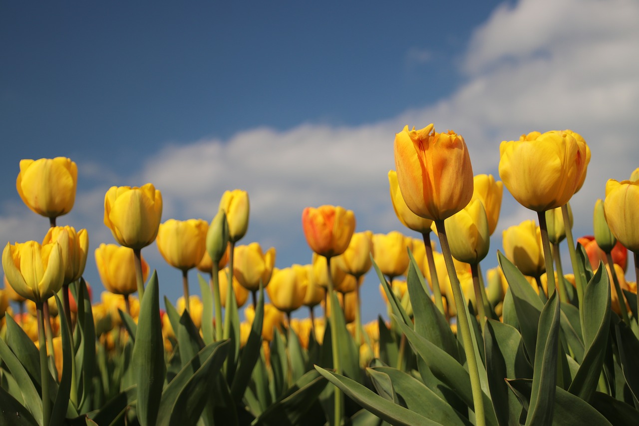 tulip  field  bulbs free photo