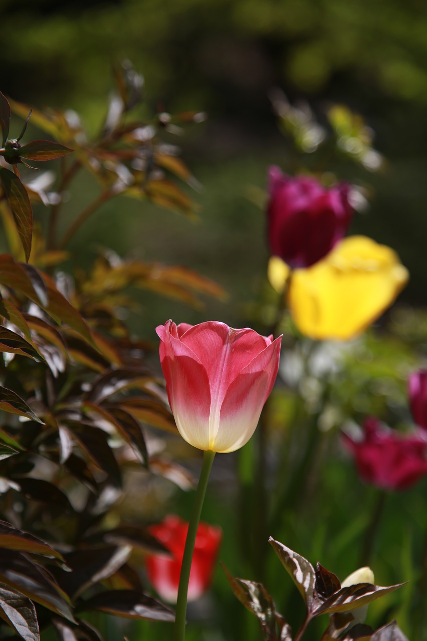 tulip  garden  nature free photo