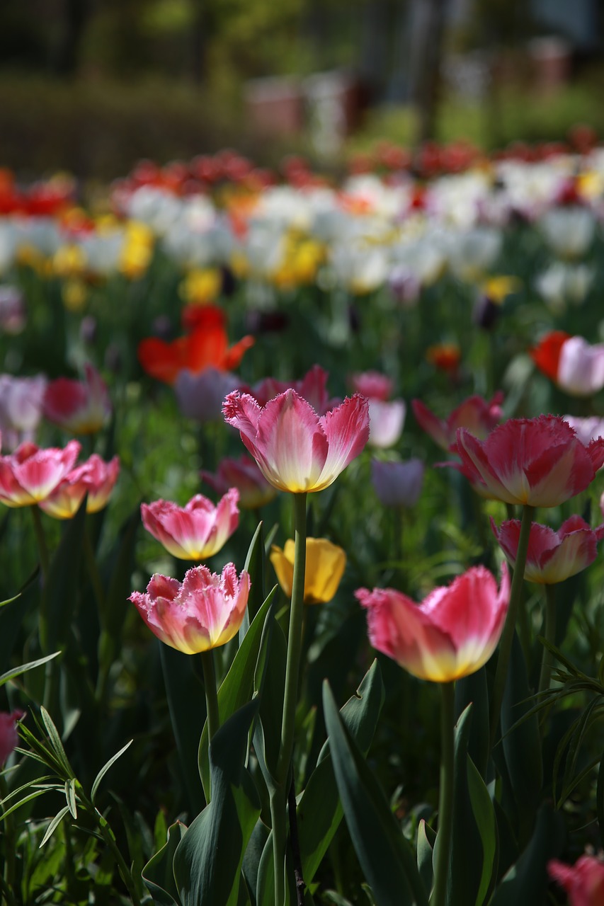 tulip  garden  nature free photo