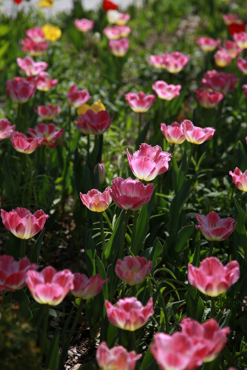 tulip  garden  nature free photo