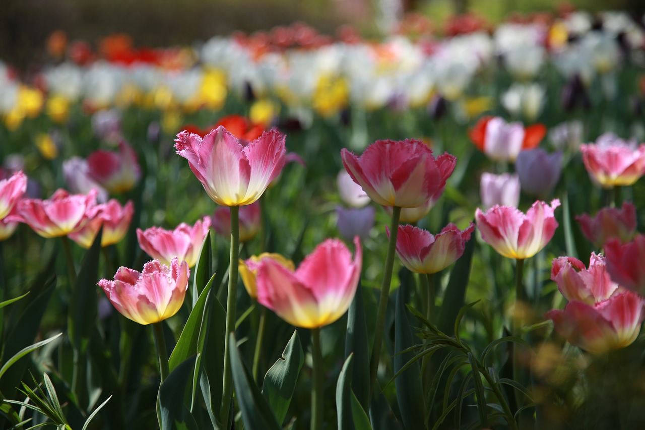 tulip  garden  nature free photo