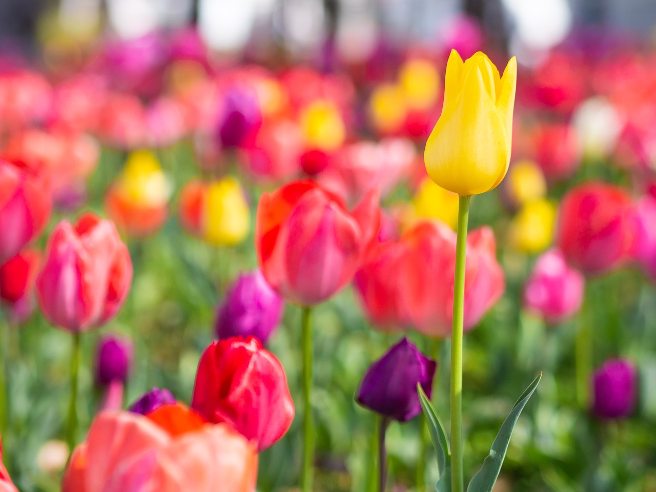 tulip  flowers  yellow free photo