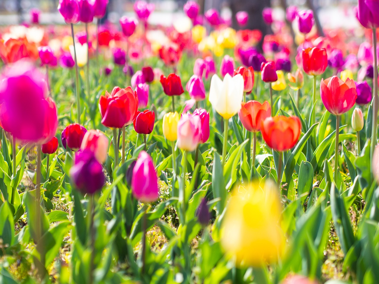 tulip  flowers  yellow free photo