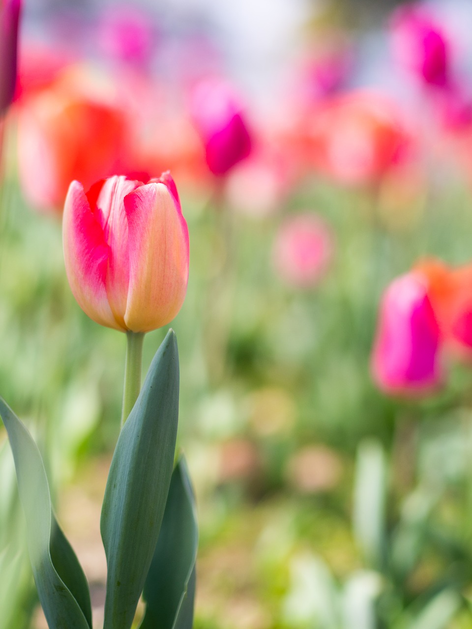 tulip  flowers  spring free photo