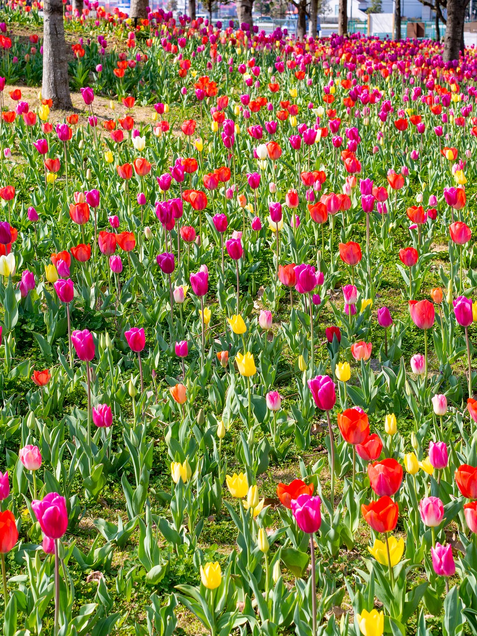 tulip  spring  tulip fields free photo