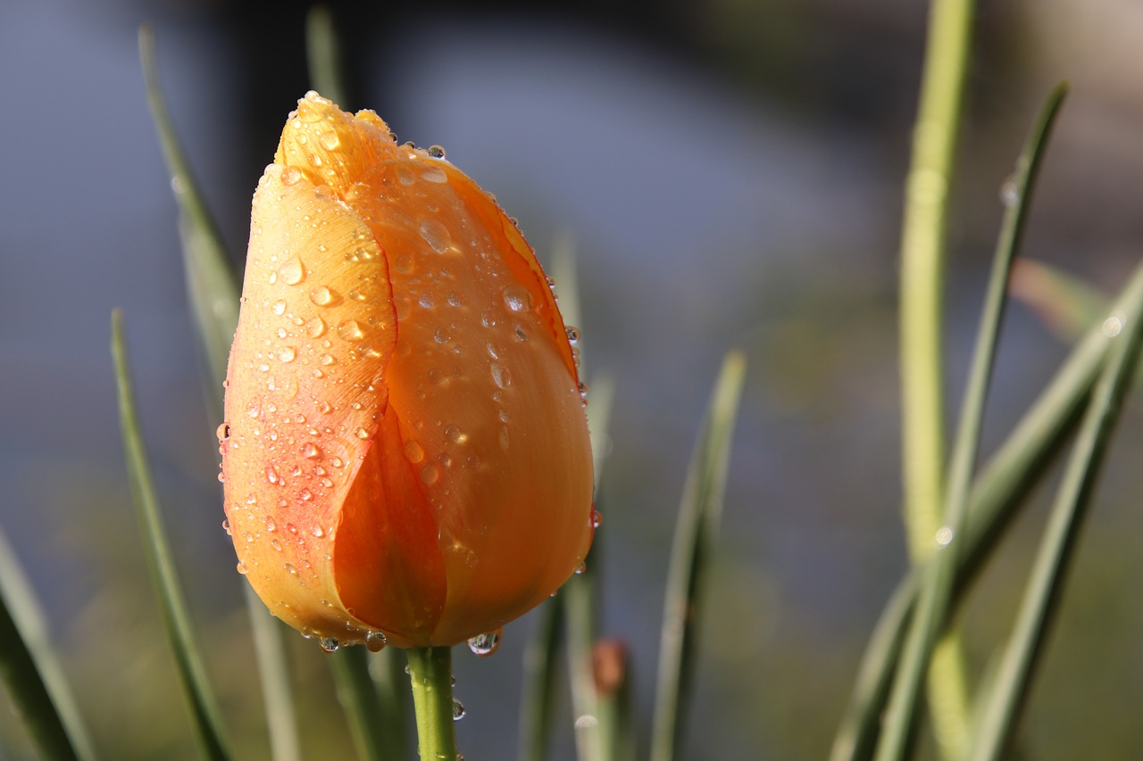 tulip  yellow  dew free photo