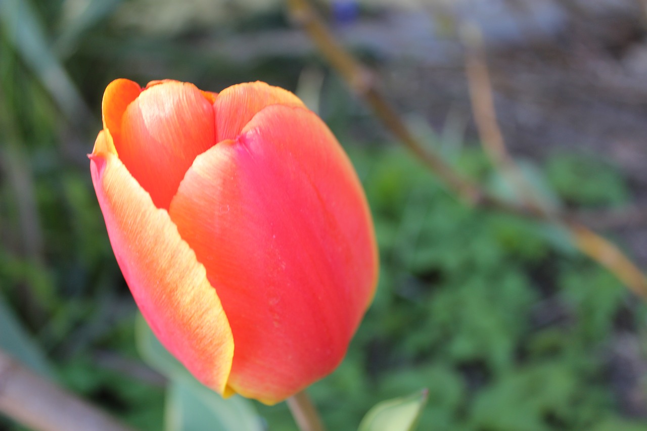 tulip  blossom  bloom free photo