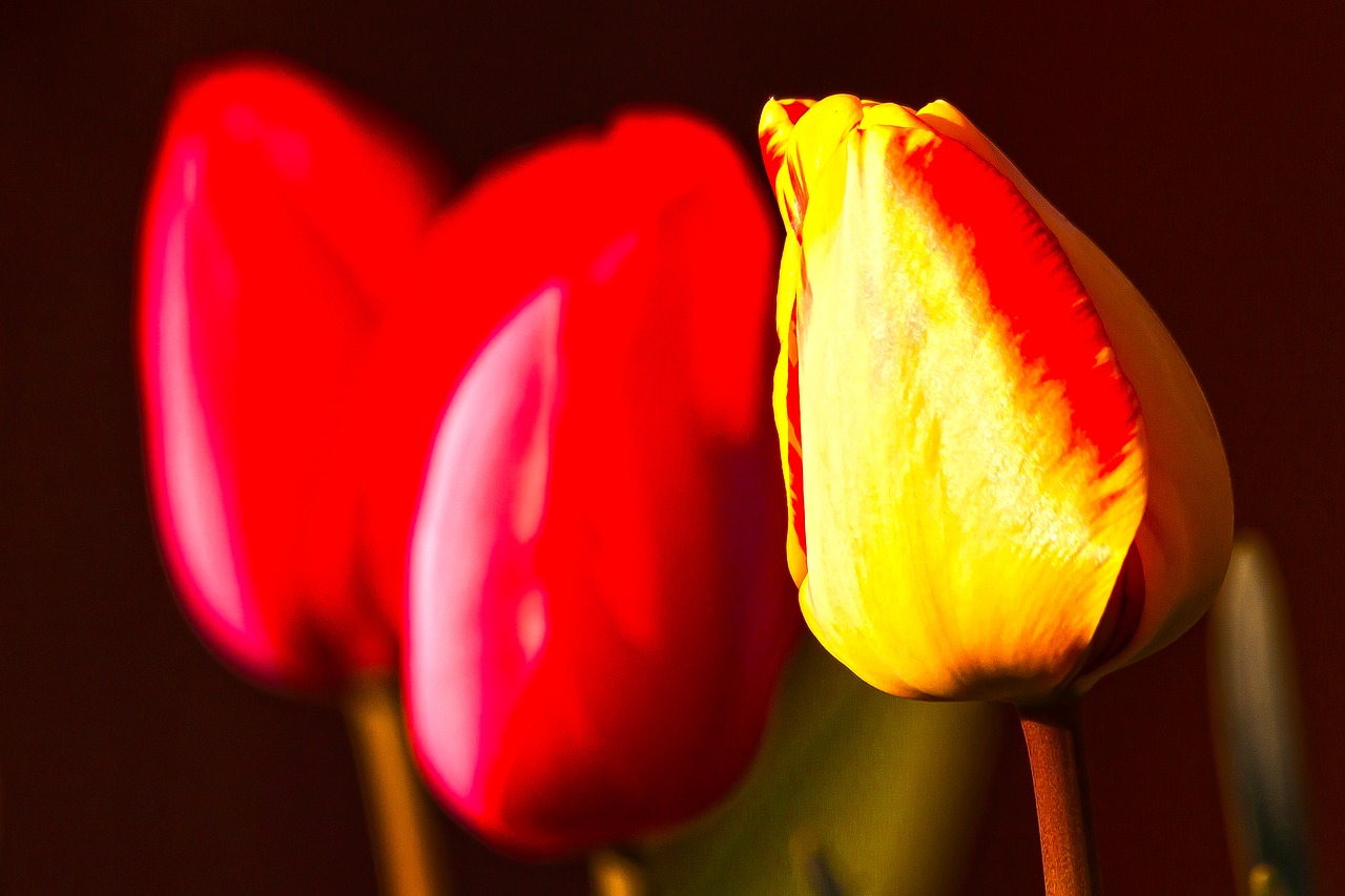 tulip  lilies  spring free photo