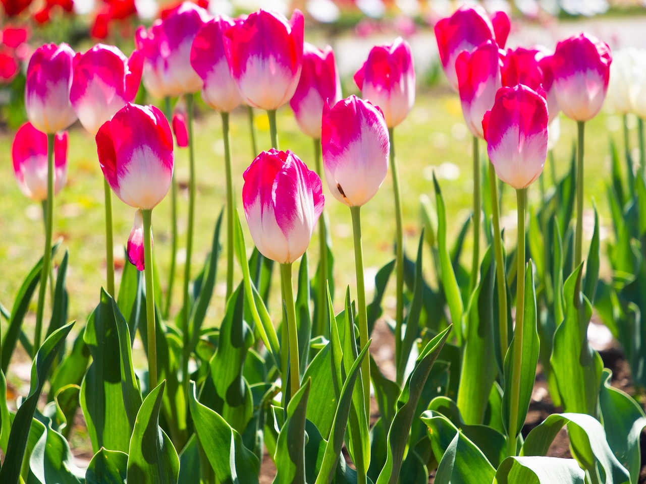 tulip  spring  flowers free photo