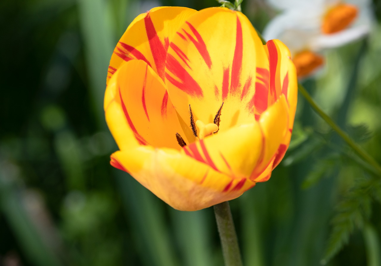 tulip  flower  plant free photo