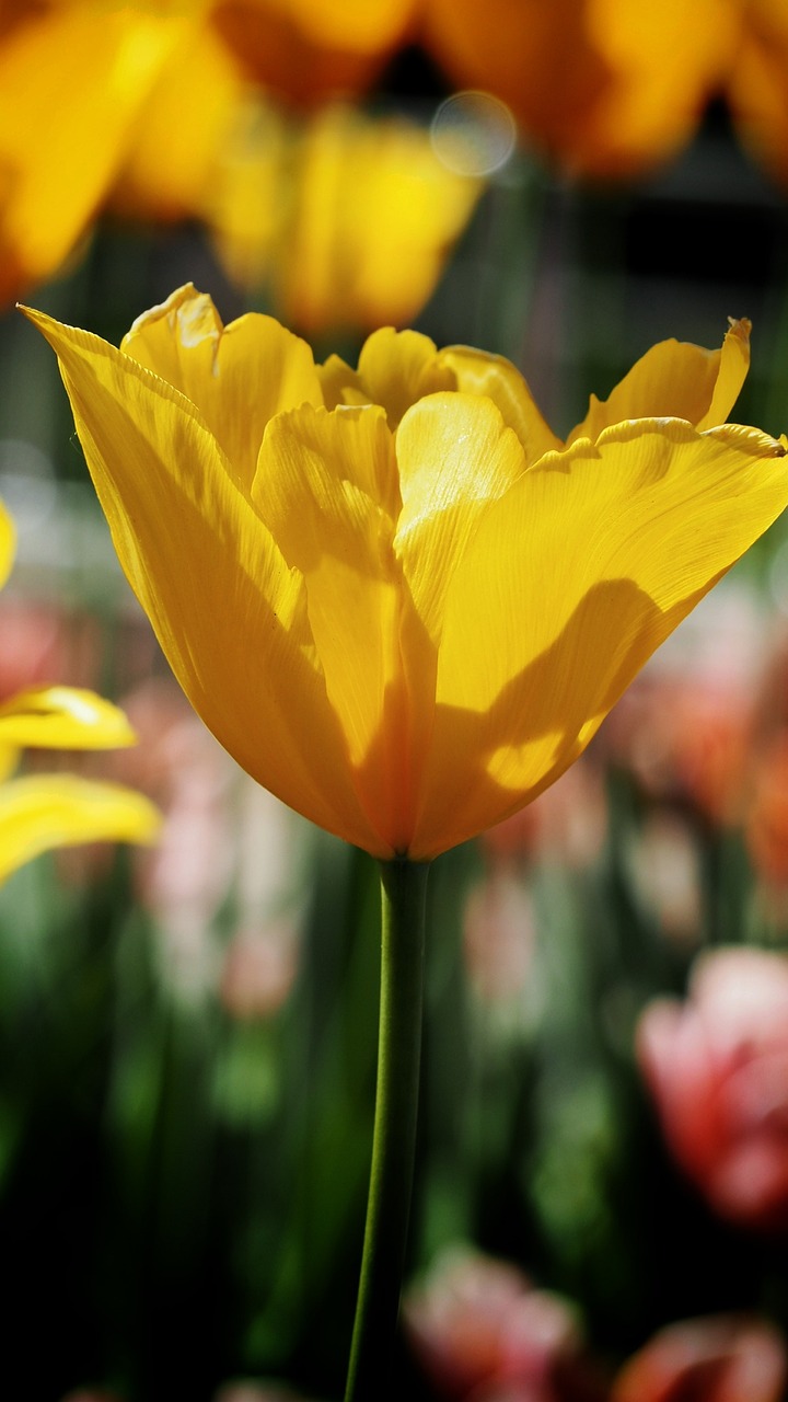 tulip  flower  blossom free photo