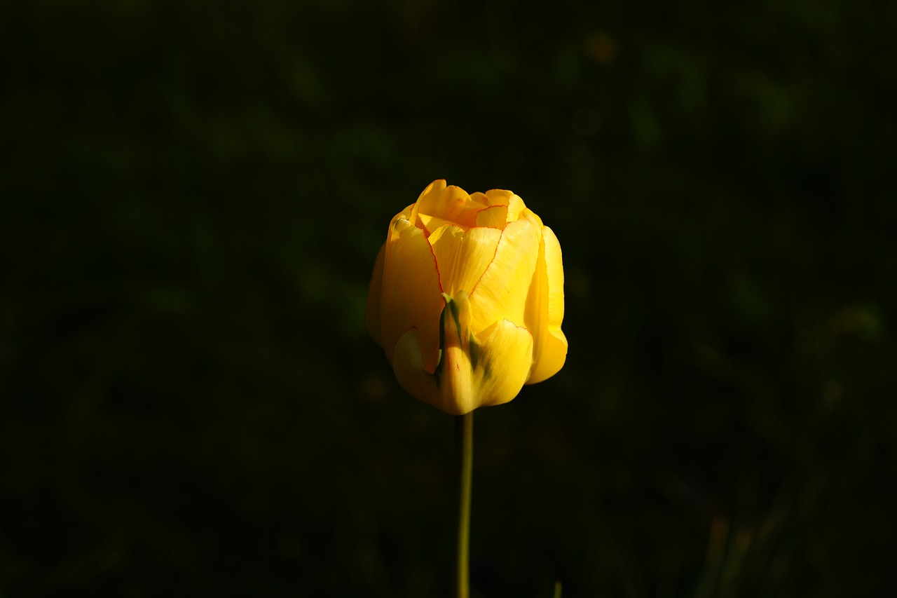 tulip  yellow  hell free photo