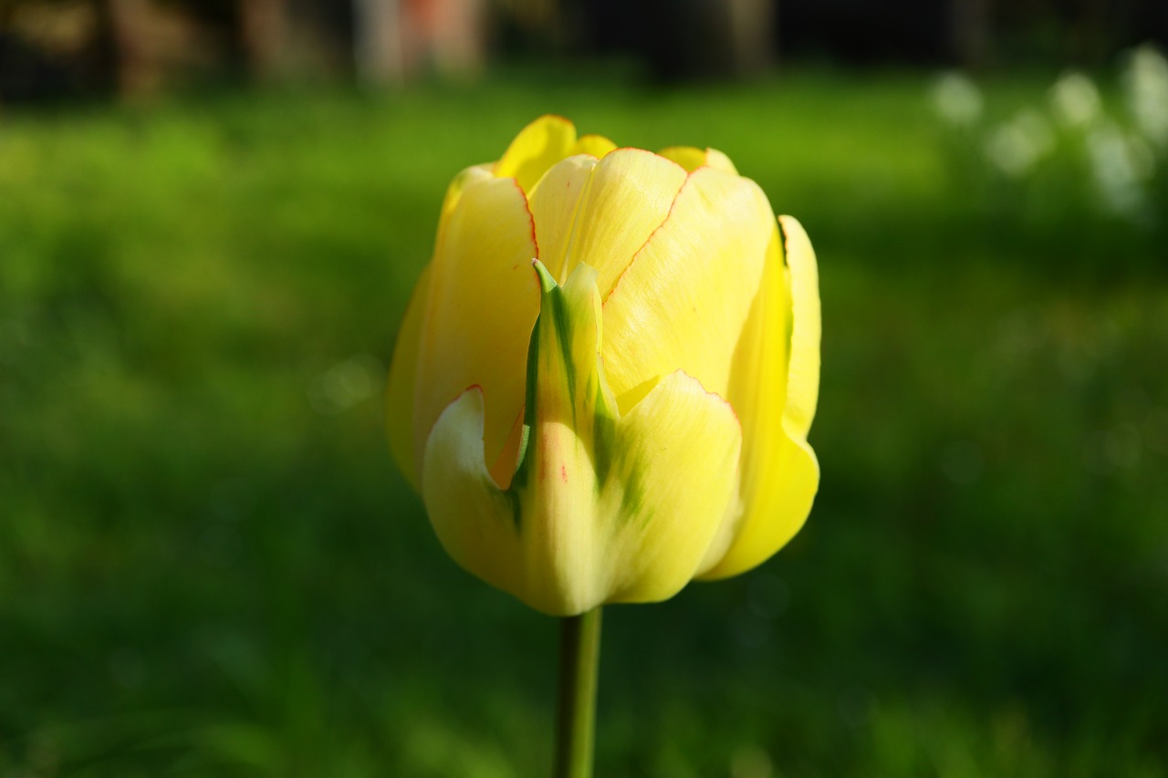 tulip  yellow  hell free photo