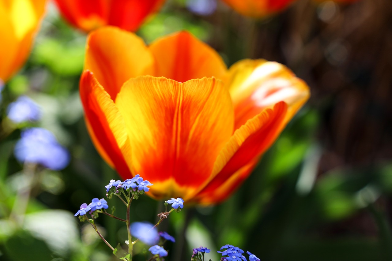 tulip  bright red  flowers free photo