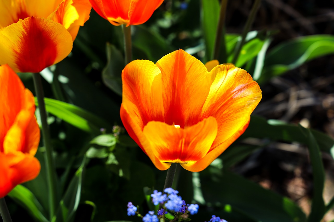 tulip  bright red  flowers free photo