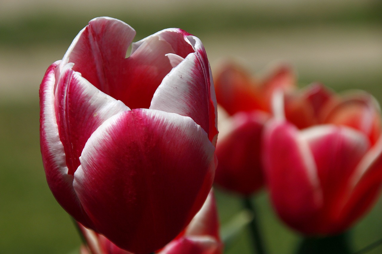 tulip  flower  nature free photo