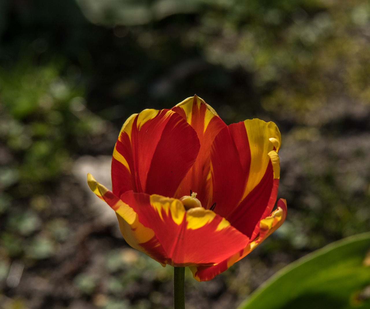 tulip  blossom  bloom free photo