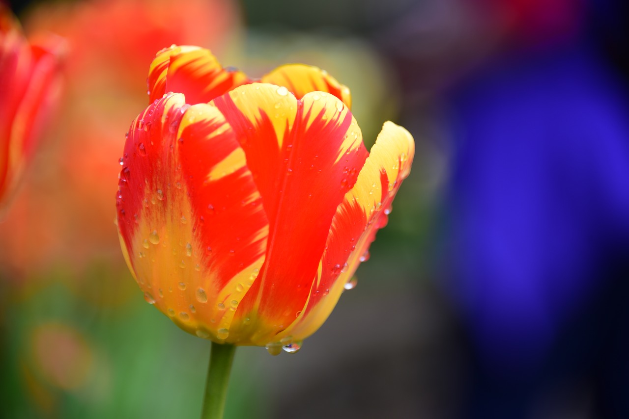 tulip  garden  raindrop free photo