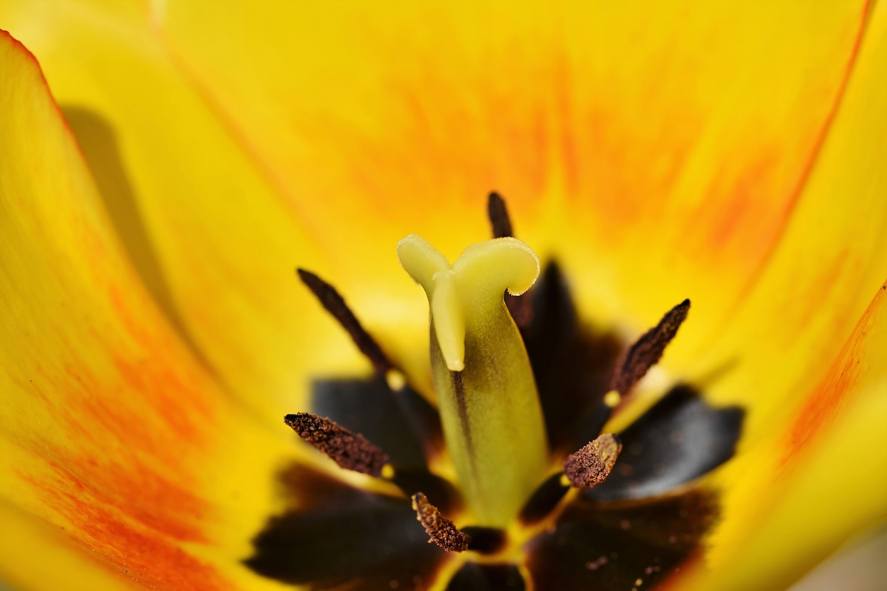 tulip  tulpenbluete  tulip field free photo