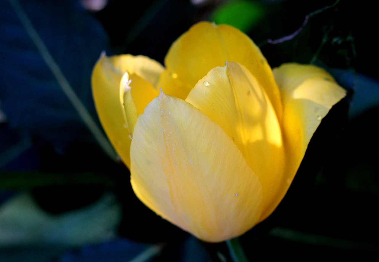 tulip  yellow  drop free photo